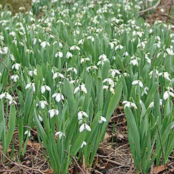 SNOW DROP BULBS/ 60 bulbs for $25 - Picture 2 of 6